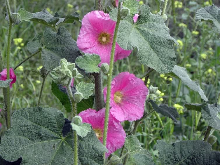 Цветы моим подругам! :) Photobucket