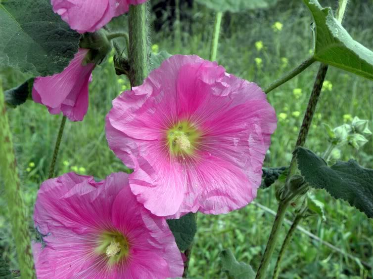 Цветы моим подругам! :) Photobucket