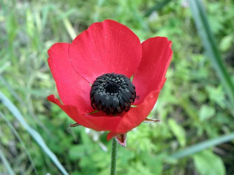 Цветы моим подругам! :) Photobucket