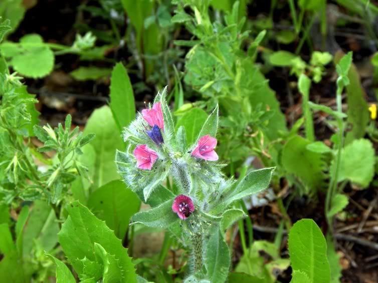 Цветы моим подругам! :) Photobucket