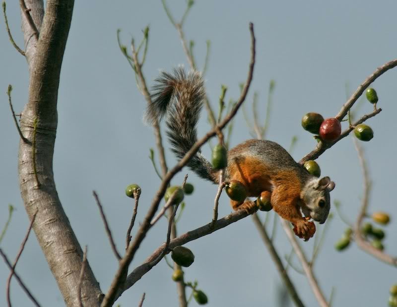 Ardilla comiendo jocotes Ardilla comiendo jocotes