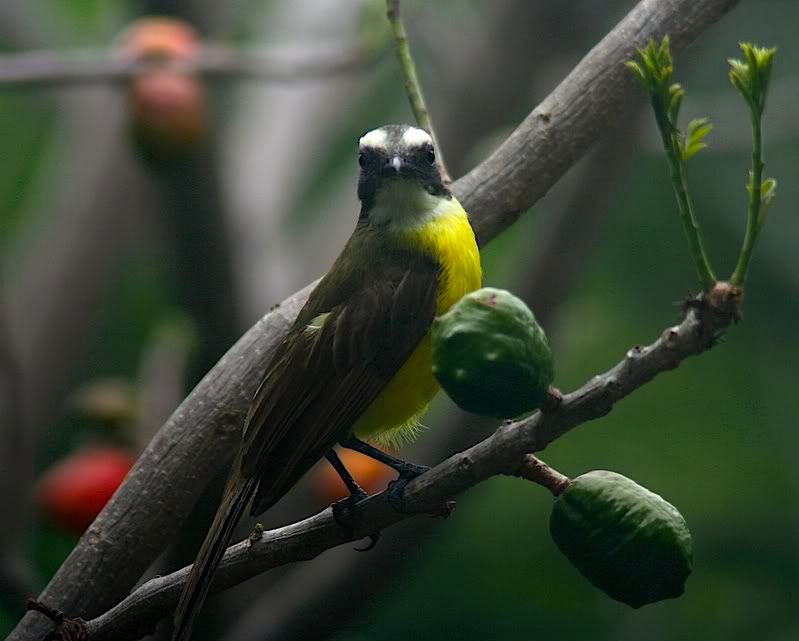 Un pajarillo - Coereba flaveola - comiendo jocotes Un pajarillo - Coereba flaveola - comiendo jocotes
