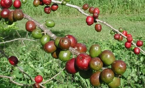 Jocotes de Guatemala para Ricardo Arjona Jocotes de Guatemala para Ricardo Arjona