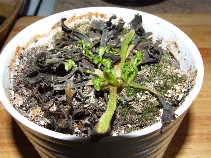 dying plant Venus Fly Trap Care Questions
