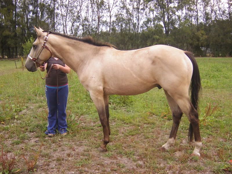 Palomino Roan Horse