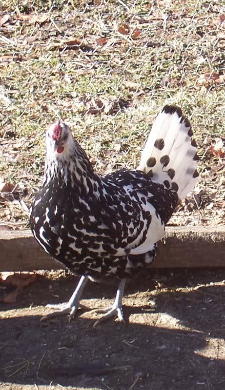 Golden Spangled Hamburg