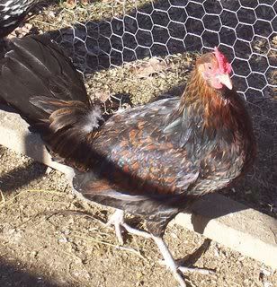 red cap chickens