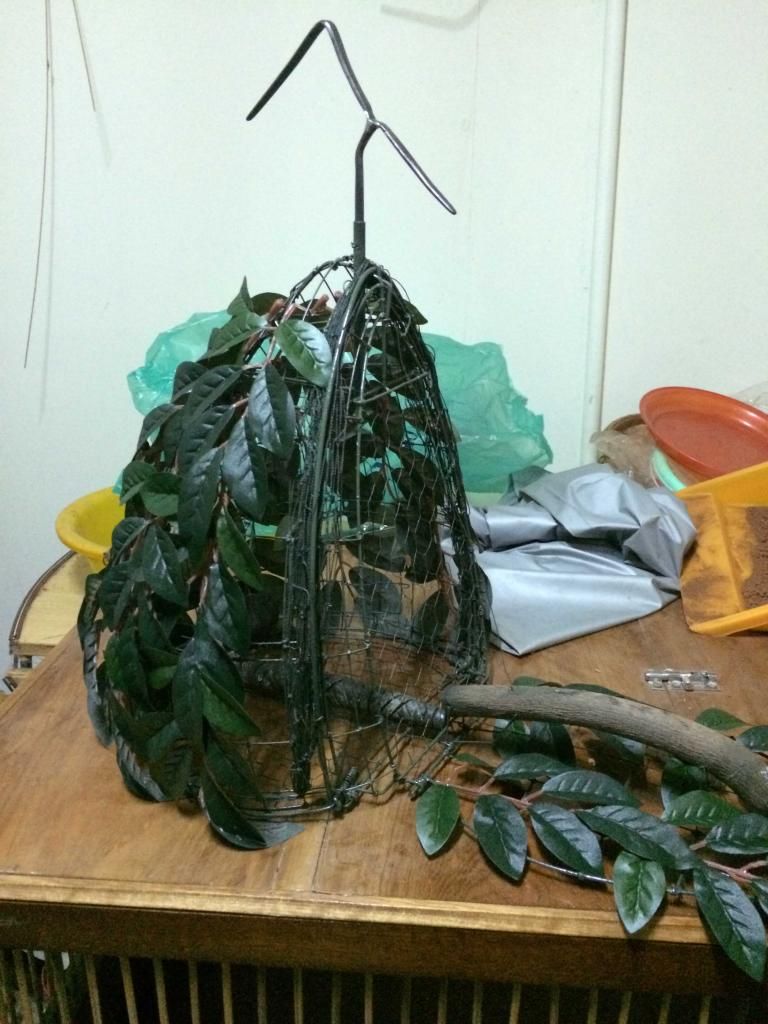 Lồng Cu Gáy Chú Năm Lê - 1