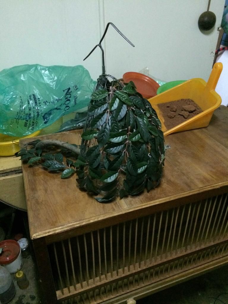 Lồng khuyên đẹp, phụ kiện khuyên, lồng cu gáy đẹp, lồng đa đa đẹp - 11