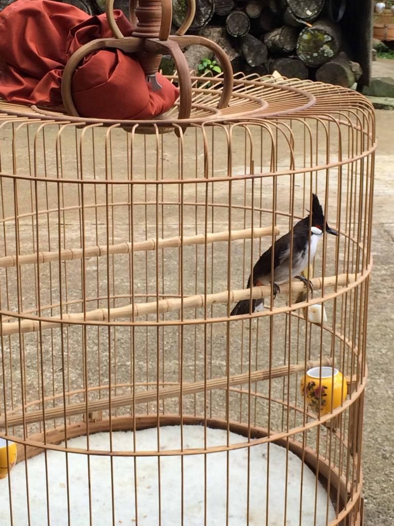 Chào mào thanh lý giá 650k - 1