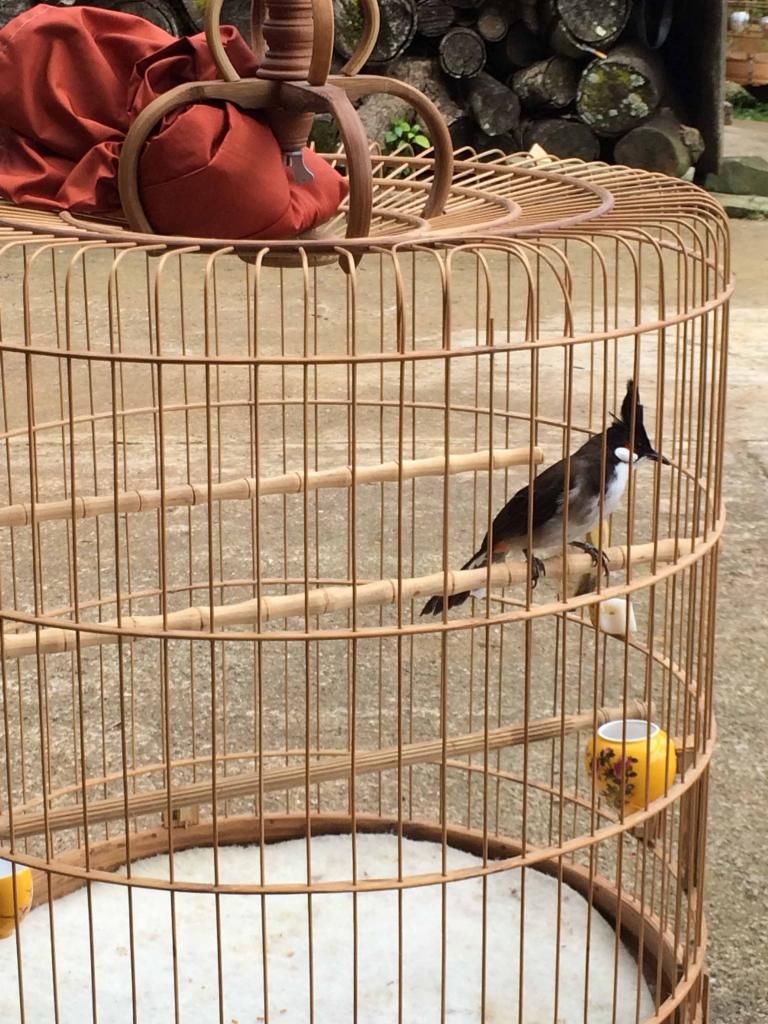 Chào mào thanh lý giá 650k