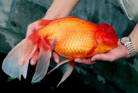 fancy goldfish shape