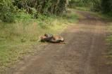 AfricanRockPythoneatingajoungNyala.jpg