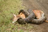 AfricanRockPythoneatingajoungNyala1.jpg