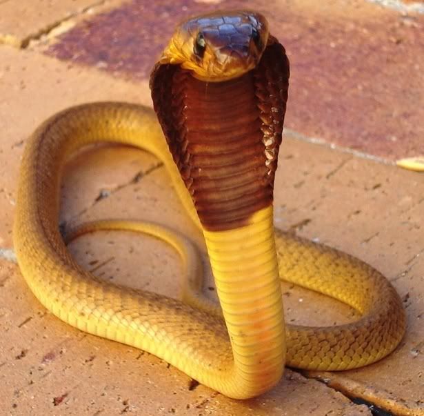Cape Cobra - Reptile Forums