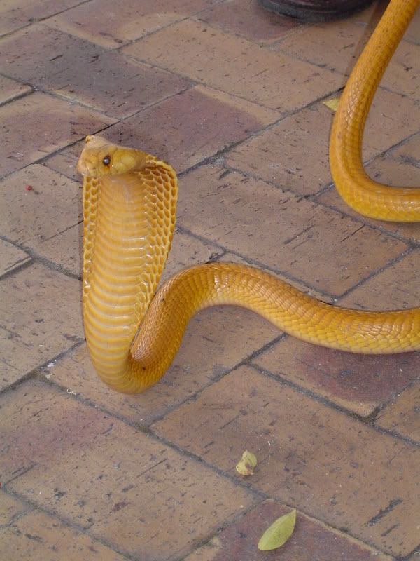 CapeCobra30.jpg