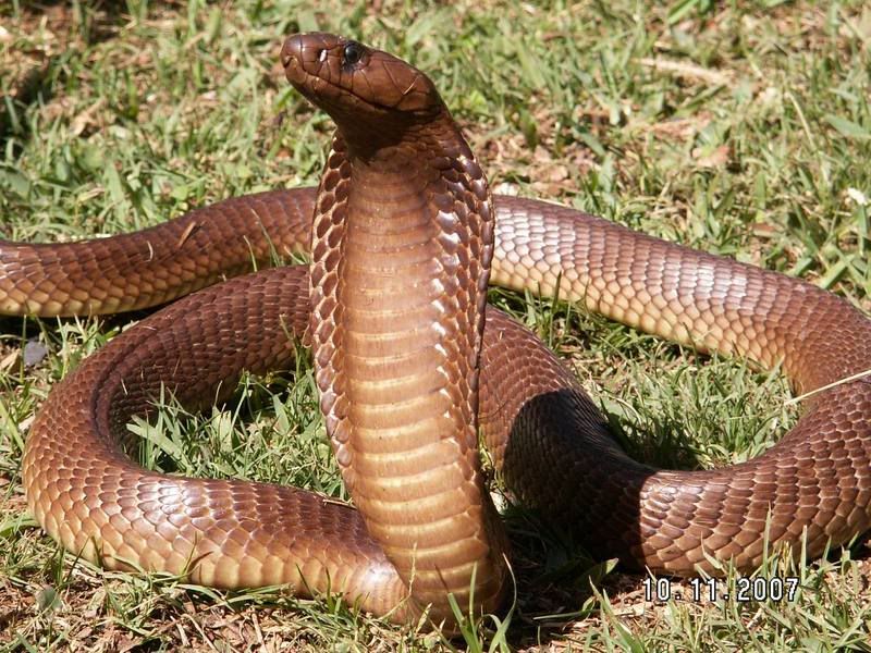 CapeCobra43.jpg