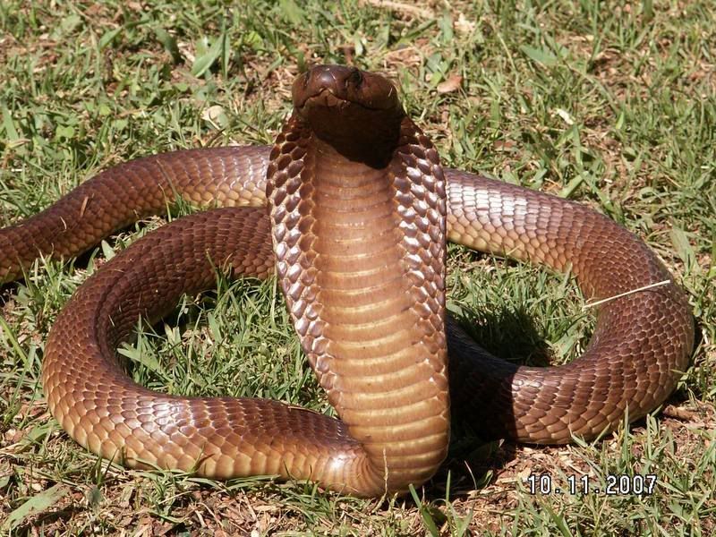 CapeCobra46.jpg