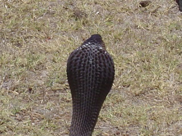 African Cobra