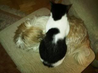 catbed.jpg