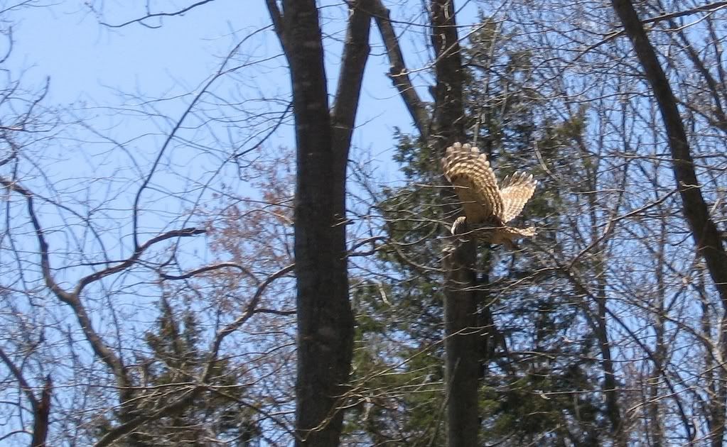 owl3.jpg