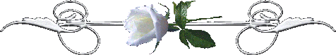 white rose on silver Pictures, Images and Photos