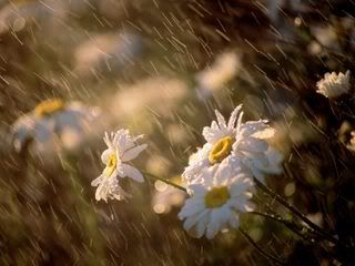 raining on daisies Pictures, Images and Photos