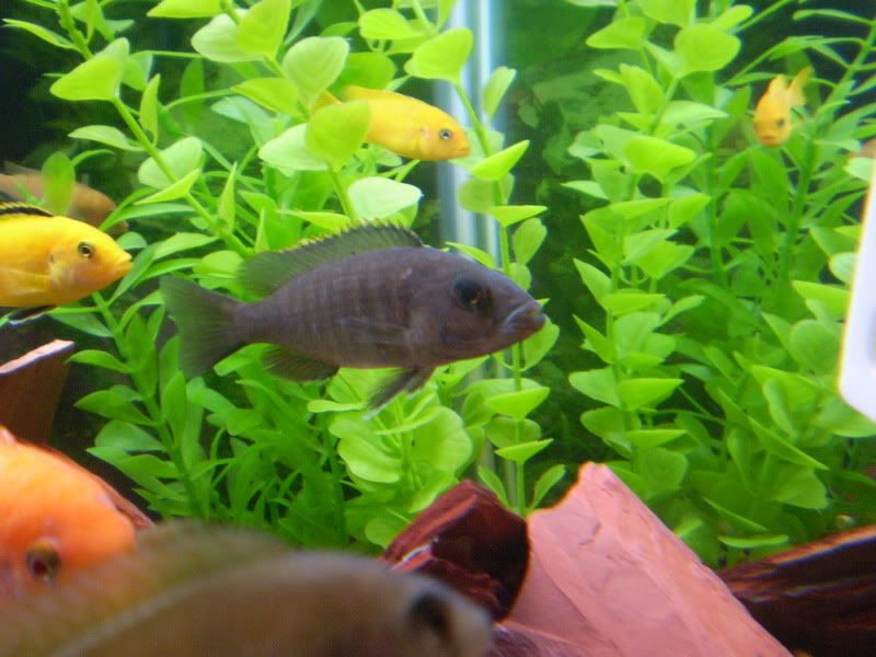 Female+fryeri