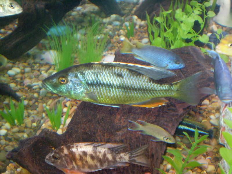 Female+fryeri