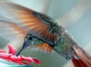 Hummingbird