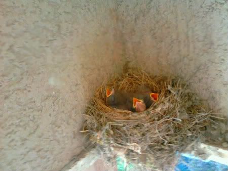 babybirds 1