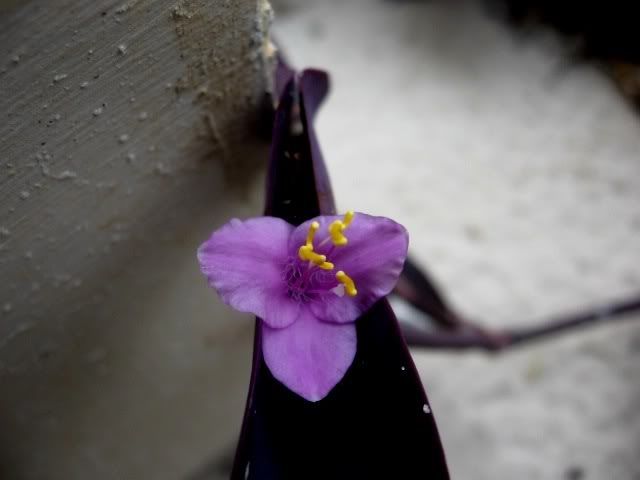 IMAGE: http://i136.photobucket.com/albums/q185/nemo_66/purpleflower.jpg