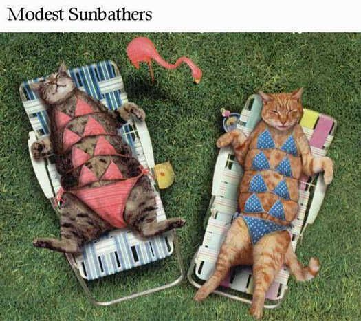 funny-cat-picture-modest-sunbathers
