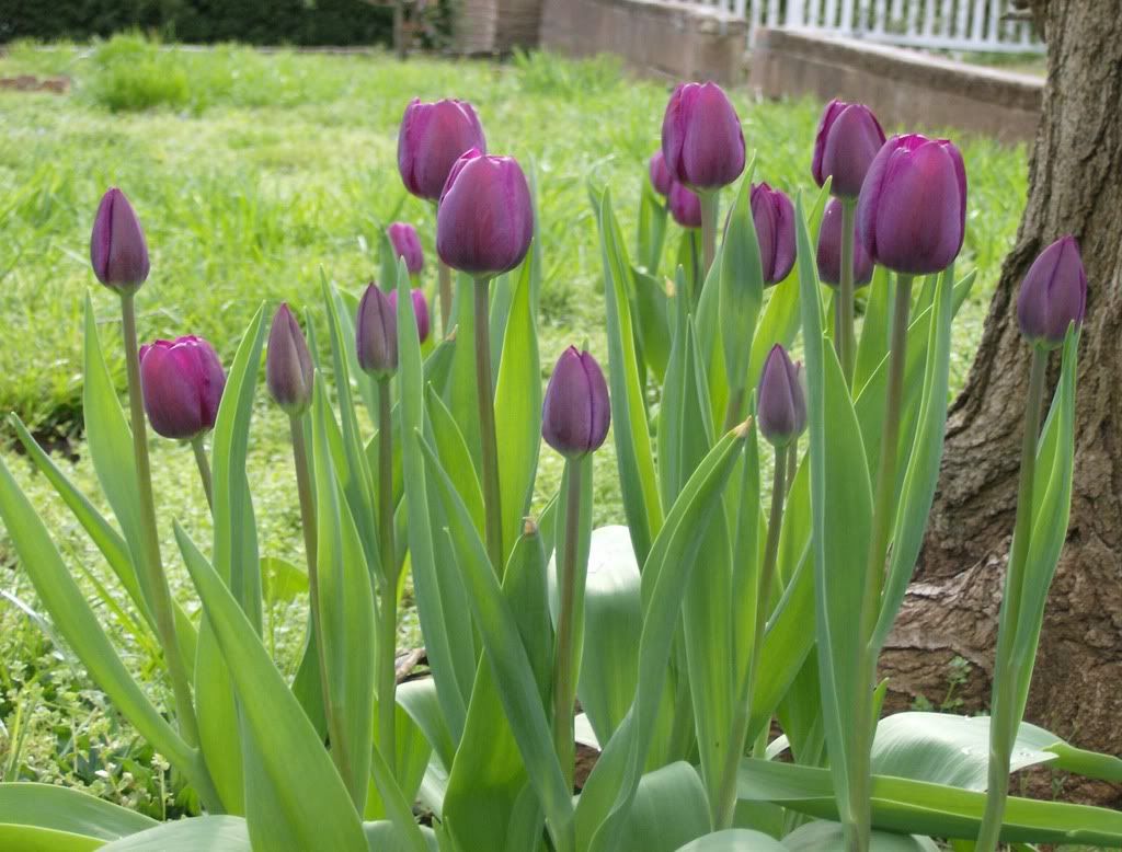 Tulips