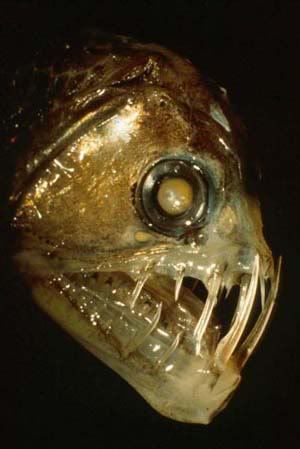 Scary Dead Fish