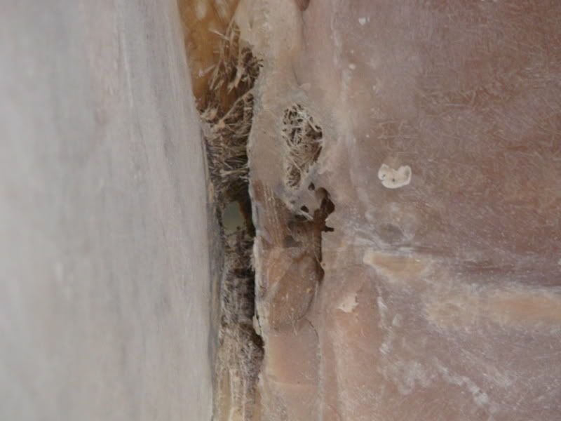 DSC01593.jpg