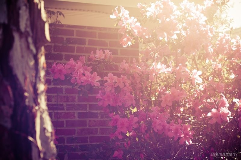 photo azaleas_zpscbfc0f6f.jpg