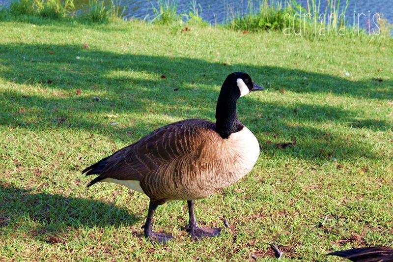 Goose Meaning