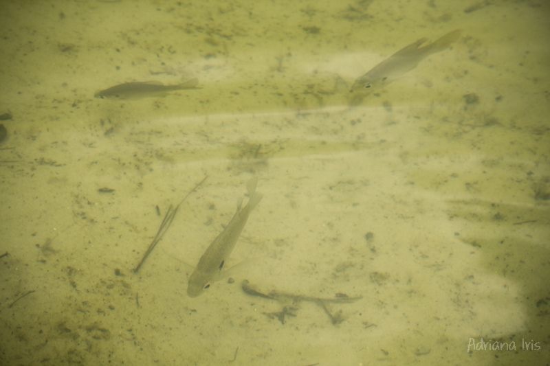 photo fish_zps23cb22c4.jpg