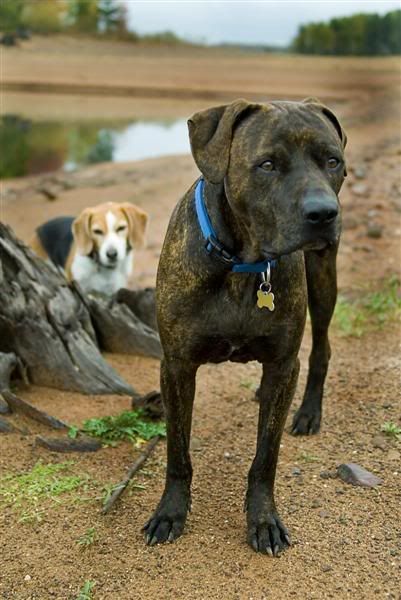 IMAGE: http://i136.photobucket.com/albums/q190/Bonishphoto/FE9A1584.jpg