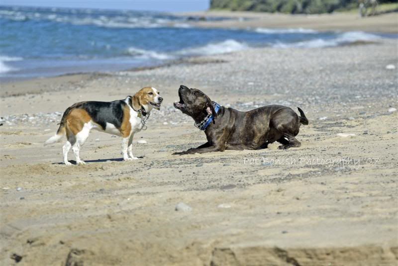 IMAGE: http://i136.photobucket.com/albums/q190/Bonishphoto/HowlinforFun.jpg