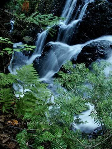 IMAGE: http://i136.photobucket.com/albums/q190/Bonishphoto/PICT0065.jpg