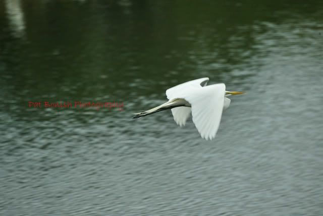 IMAGE: http://i136.photobucket.com/albums/q190/Bonishphoto/SnowyEgret.jpg