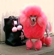 pink poodle Pictures, Images and Photos
