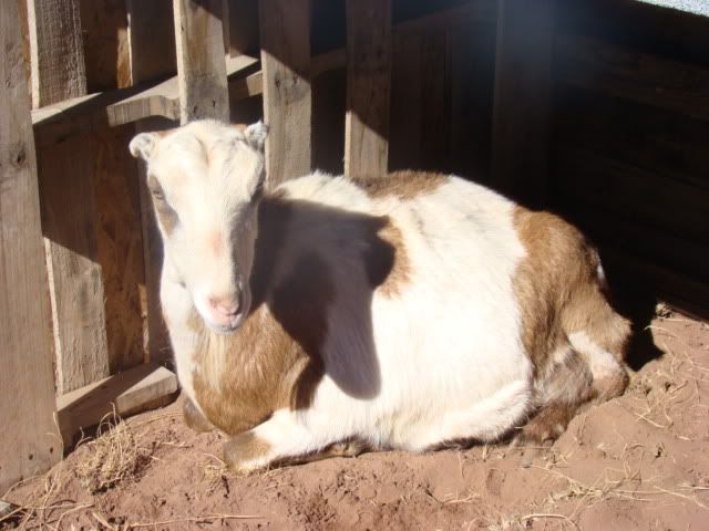 New to goats!!! - Goats