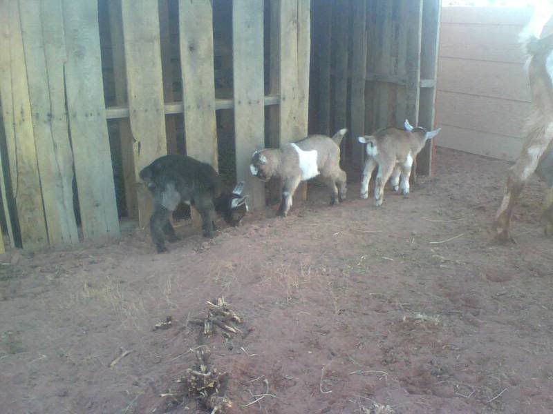 Newby Stage 2 Over - Goats