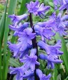 blue-hyacinth.jpg