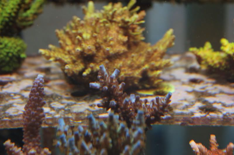 20120805 63 - Some SPS Growth Shots
