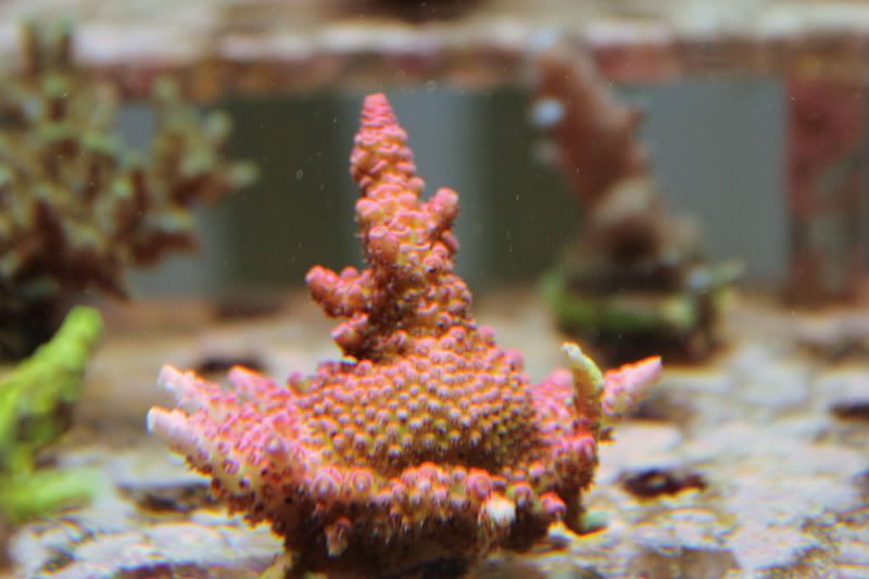 20120805 80 - Some SPS Growth Shots