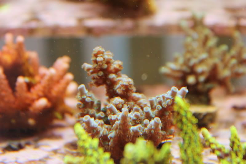 20120805 85 - Some SPS Growth Shots